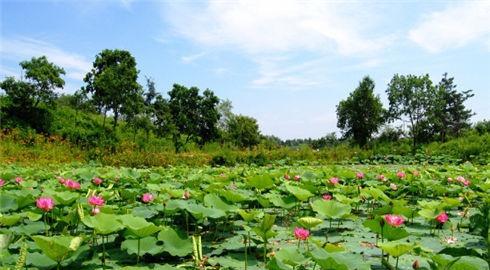 中医平补饮食下火气 中医平补饮食下火气(1)
